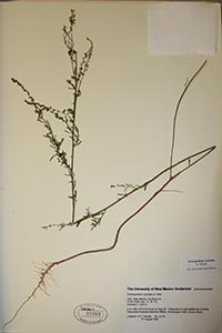 Herbarium sheet of UNM 93882